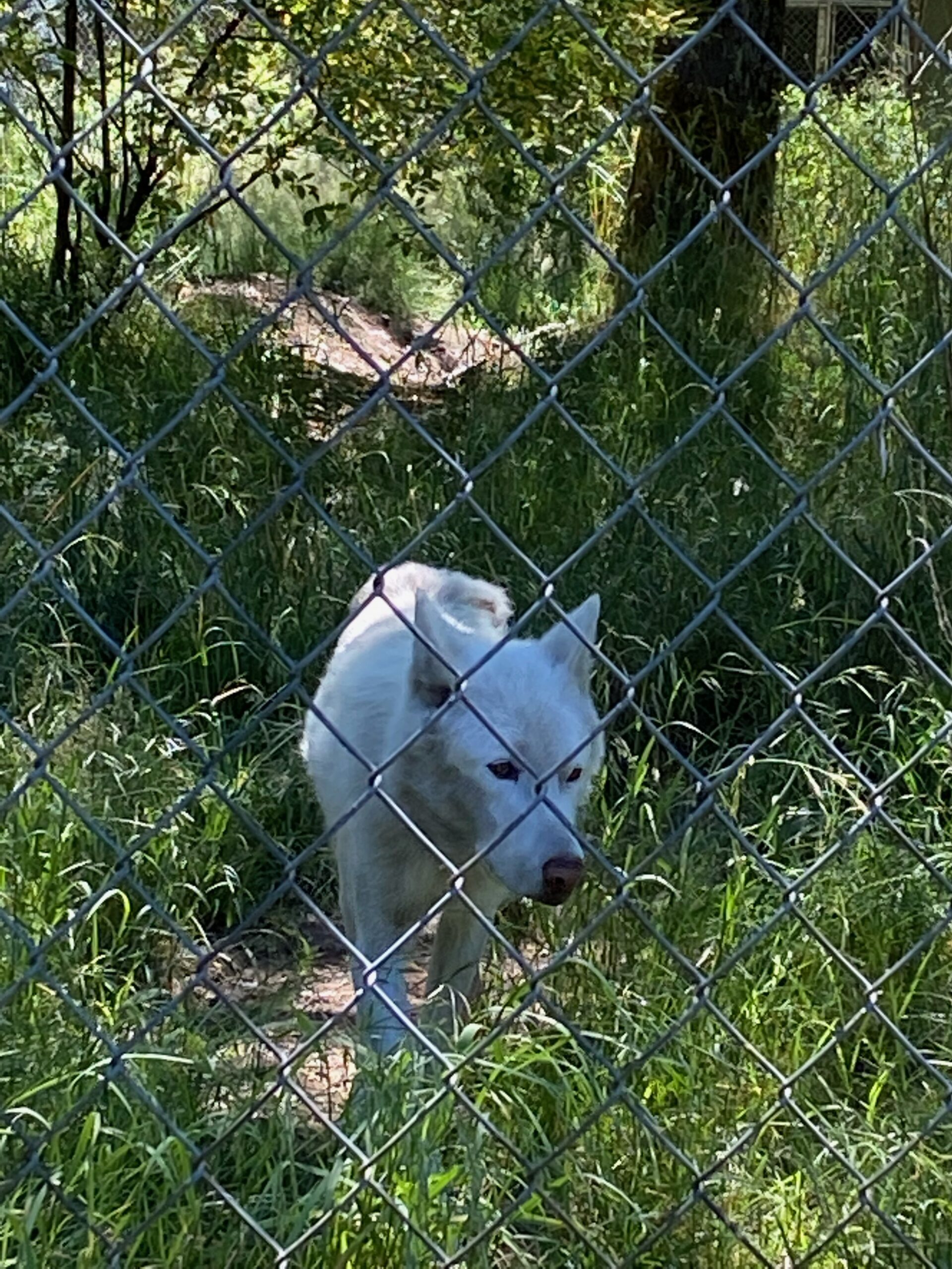 Wolf walking towards a fence.