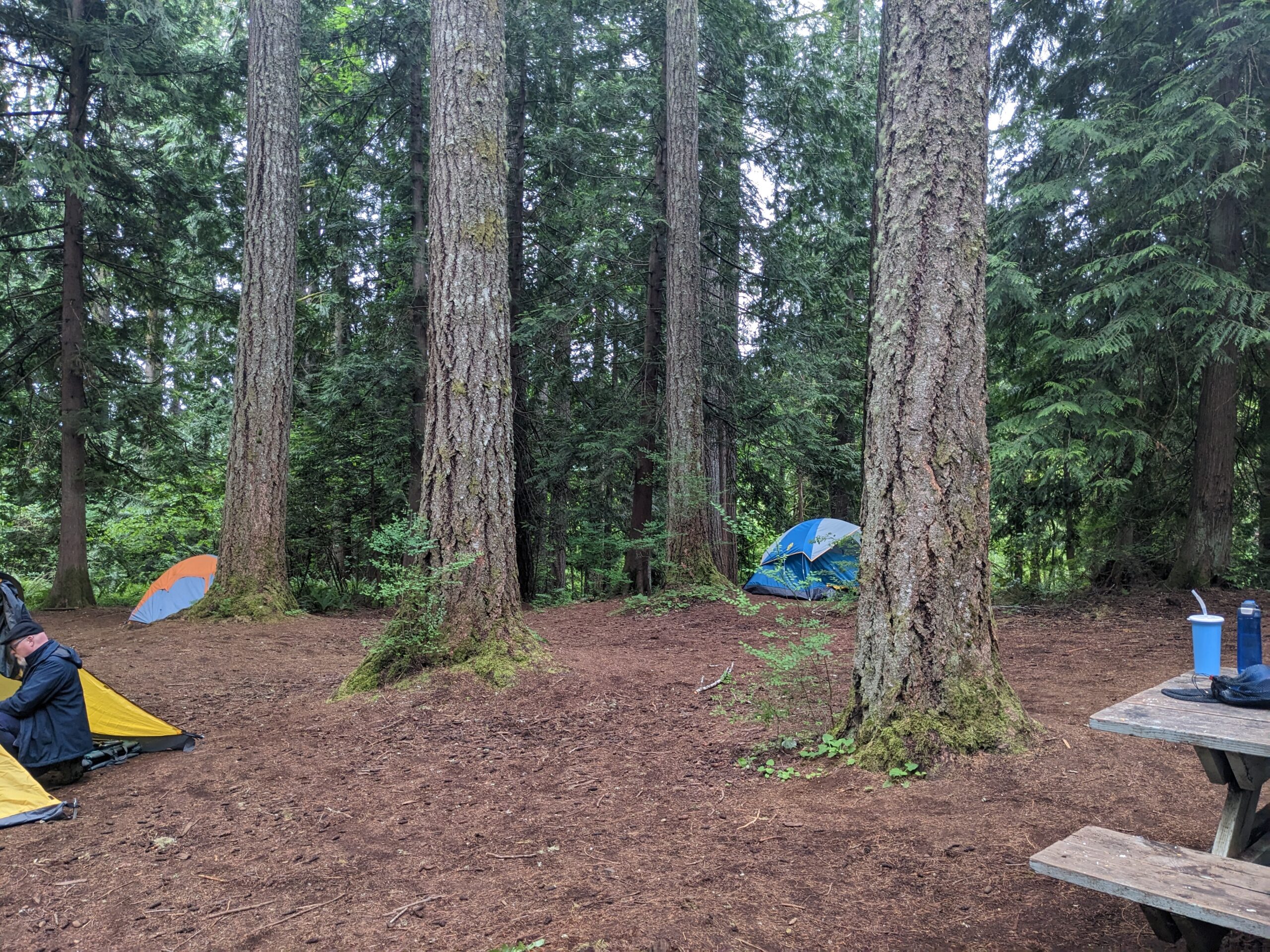Tents set up in the woods